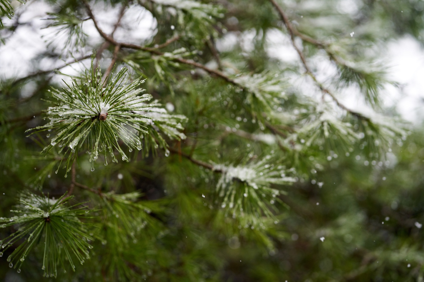Snow-Pine-0