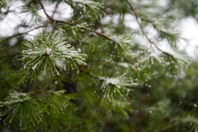 Snow-Pine-0.jpg
