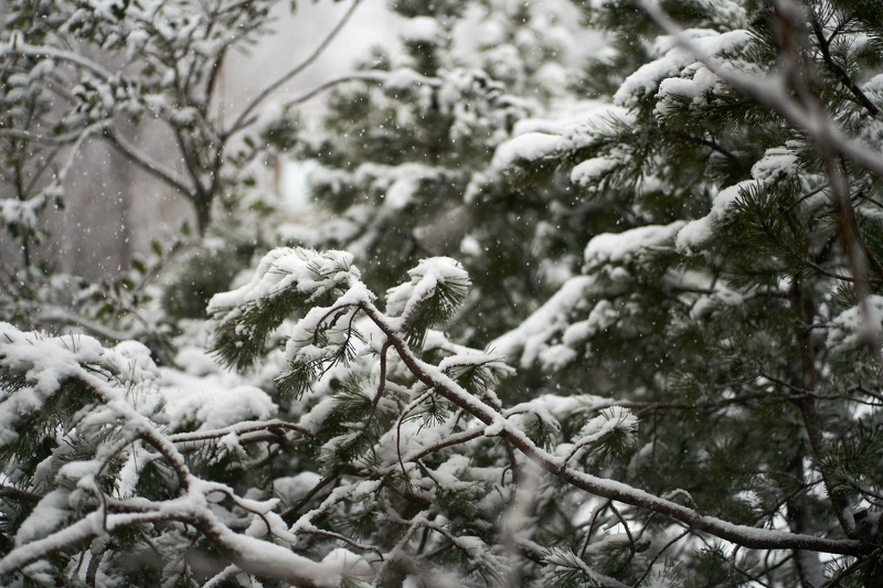 Snow-Pine-2