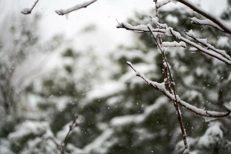 Snow-Pine-3.jpg