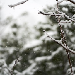 Snow-Pine-3