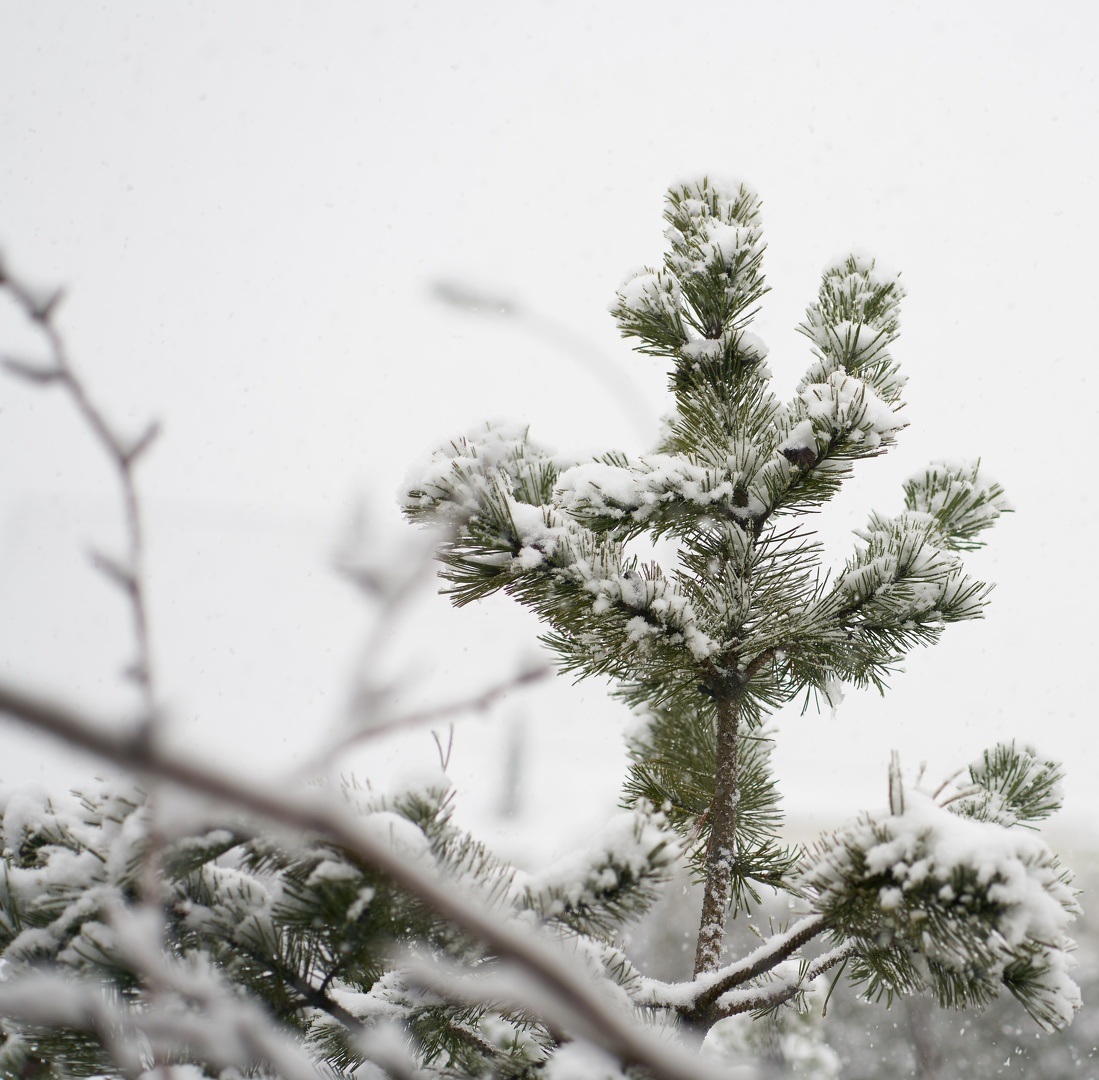 Snow-Pine-4