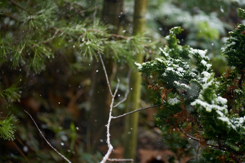 Snow-Twigs
