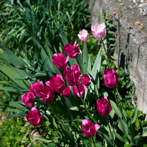 Tulips-078