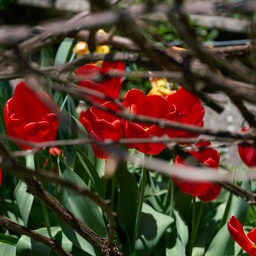 Tulips-079