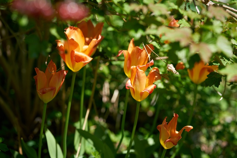 Tulips-080.jpg