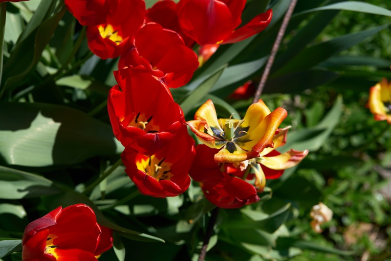 Tulips-081.jpg