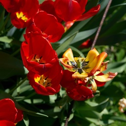Tulips-081